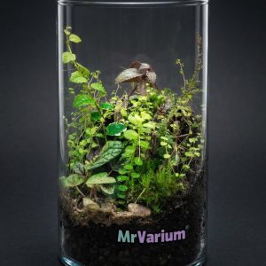 Rastlinné terárium MrVarium® Element