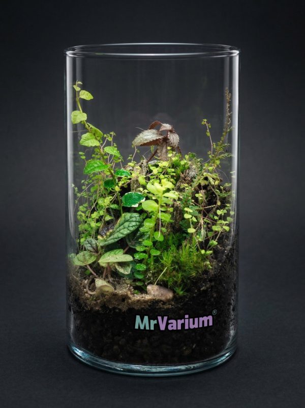 Rastlinné terárium MrVarium® Element