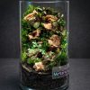 Set na výrobu rastlinného terária MrVarium® Easy Meadow