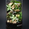 Set na výrobu rastlinného terária MrVarium® Easy Meadow