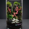 Set na výrobu rastlinného terária MrVarium® Easy Meadow