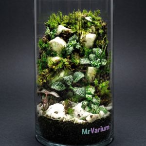 Set na výrobu rastlinného terária MrVarium® Easy Meadow