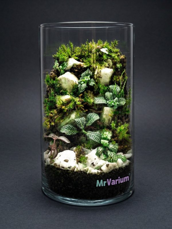 Set na výrobu rastlinného terária MrVarium® Easy Meadow