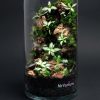 Set na výrobu rastlinného terária MrVarium® Easy Meadow