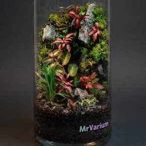 Rastlinne terarium MrVarium® Easy Meadow