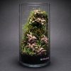 Set na výrobu rastlinného terária MrVarium® Easy Meadow