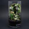Set na výrobu rastlinného terária MrVarium® Easy Meadow