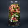 Set na výrobu rastlinného terária MrVarium® Easy Meadow