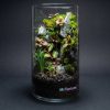 Set na výrobu rastlinného terária MrVarium® Easy Meadow