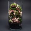 Set na výrobu rastlinného terária MrVarium® Easy Meadow