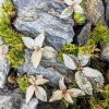 Set na výrobu rastlinného terária MrVarium® Easy Meadow