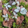 Set na výrobu rastlinného terária MrVarium® Easy Meadow