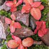 Set na výrobu rastlinného terária MrVarium® Easy Meadow