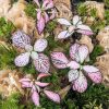 Set na výrobu rastlinného terária MrVarium® Easy Meadow
