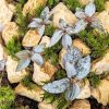 Set na výrobu rastlinného terária MrVarium® Easy Meadow