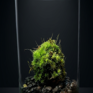 Rastlinne terárium MrVarium® "Cone"