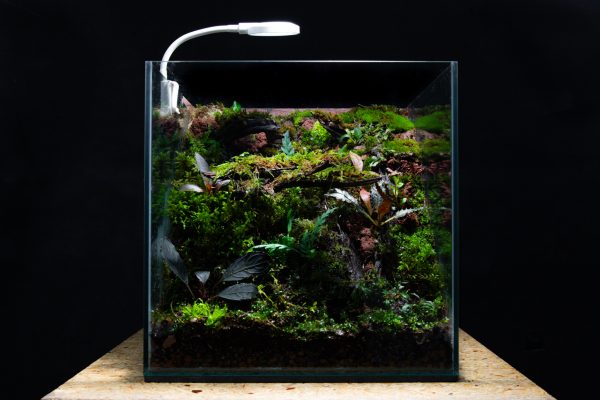 Rastlinné terárium MrVarium® Cube 30